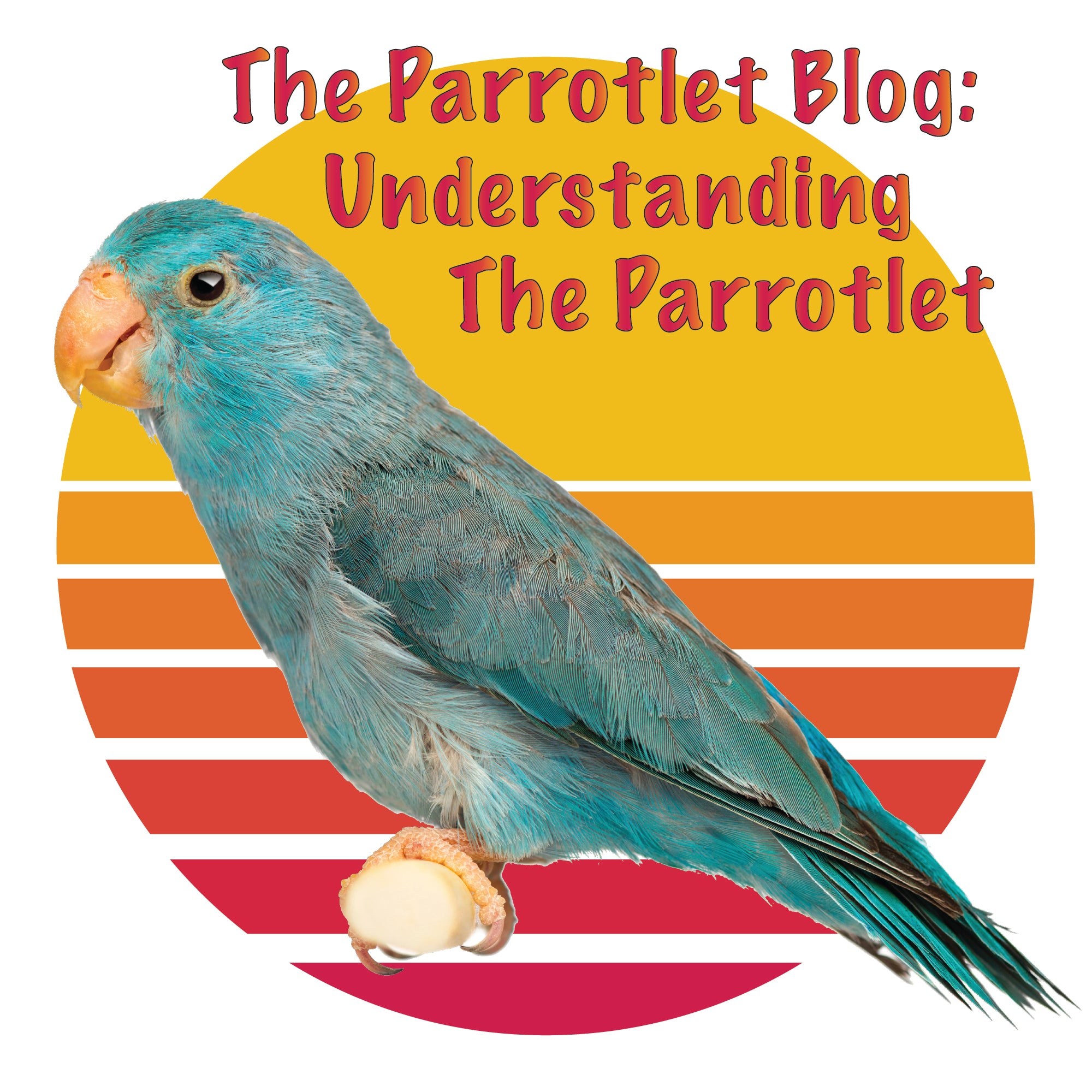 The Parrotlet Blog: Understanding the Parrotlet