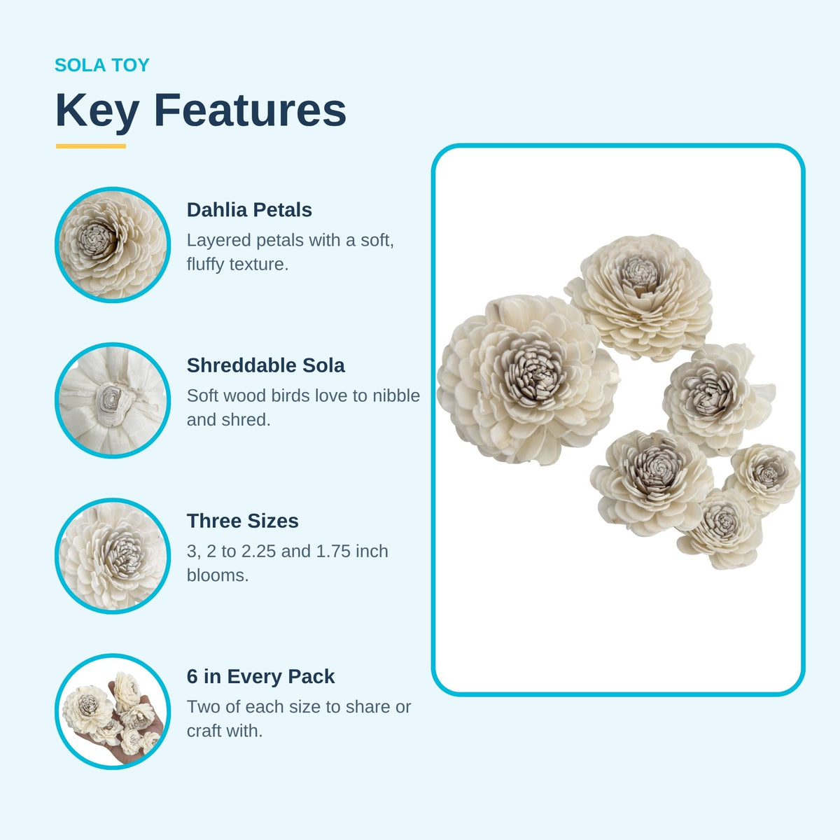 Pk6 Sola Dahlia Flower Assortment #5183
