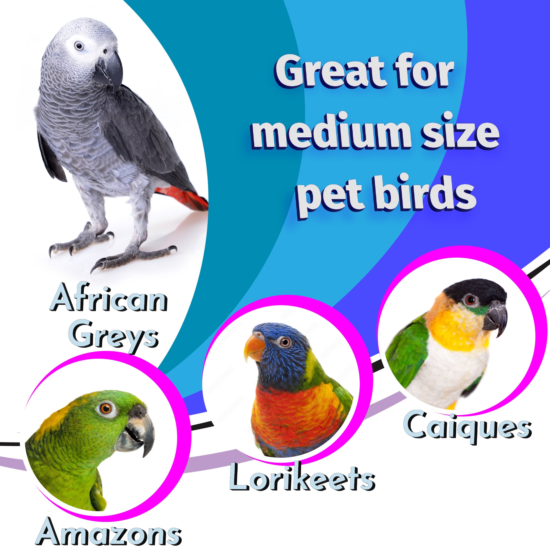 1145 Striped Sola Chewer