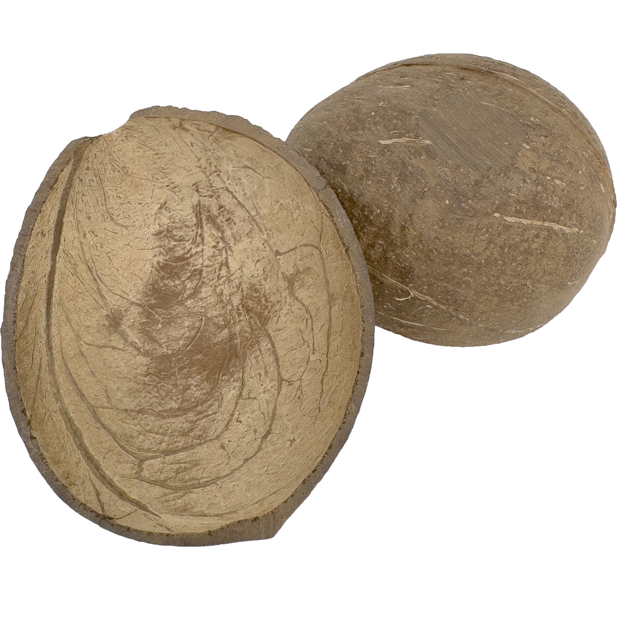 2070 Pk4 Sanded Base Half Shell Coconut