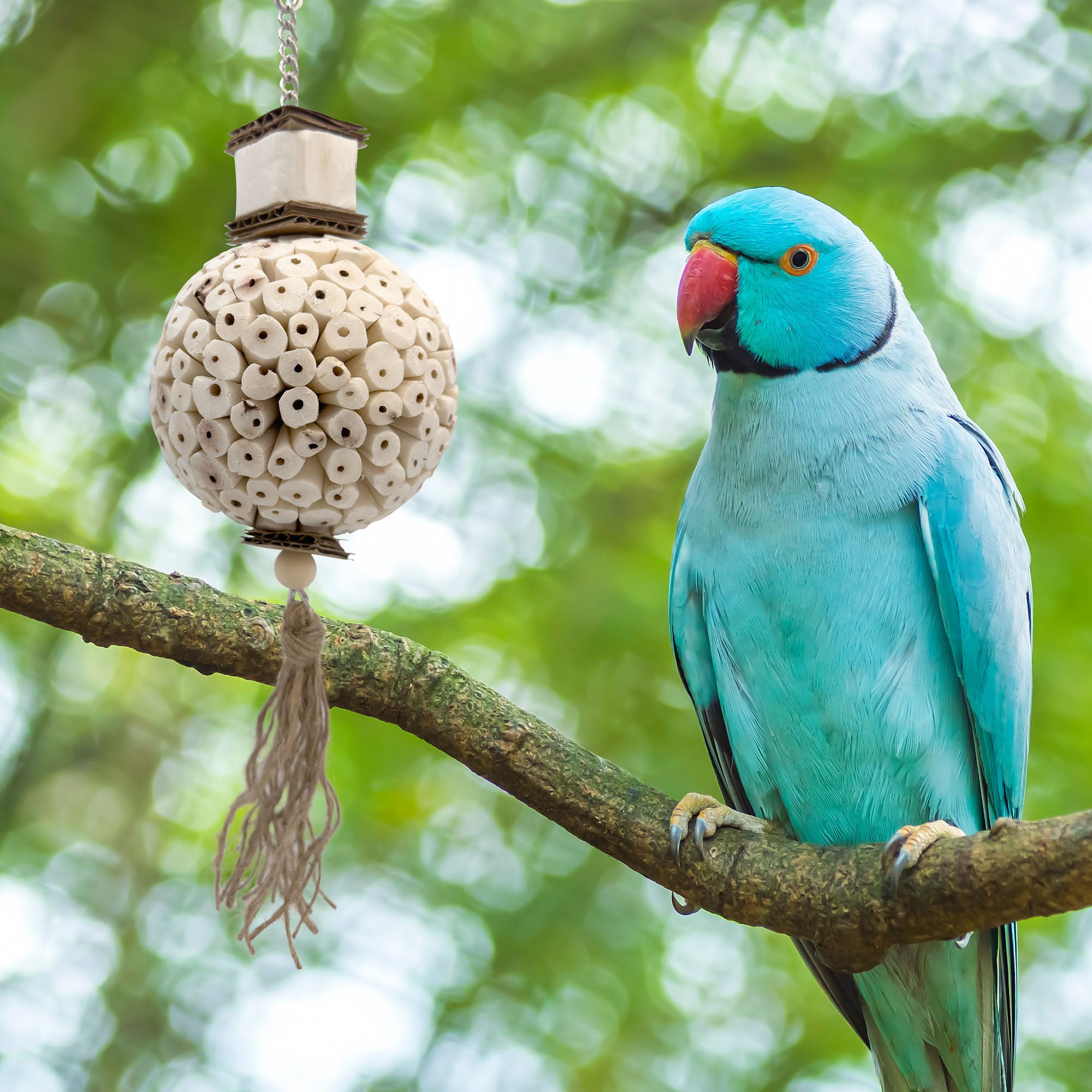 5116 Large Mandarin Sola Muncher