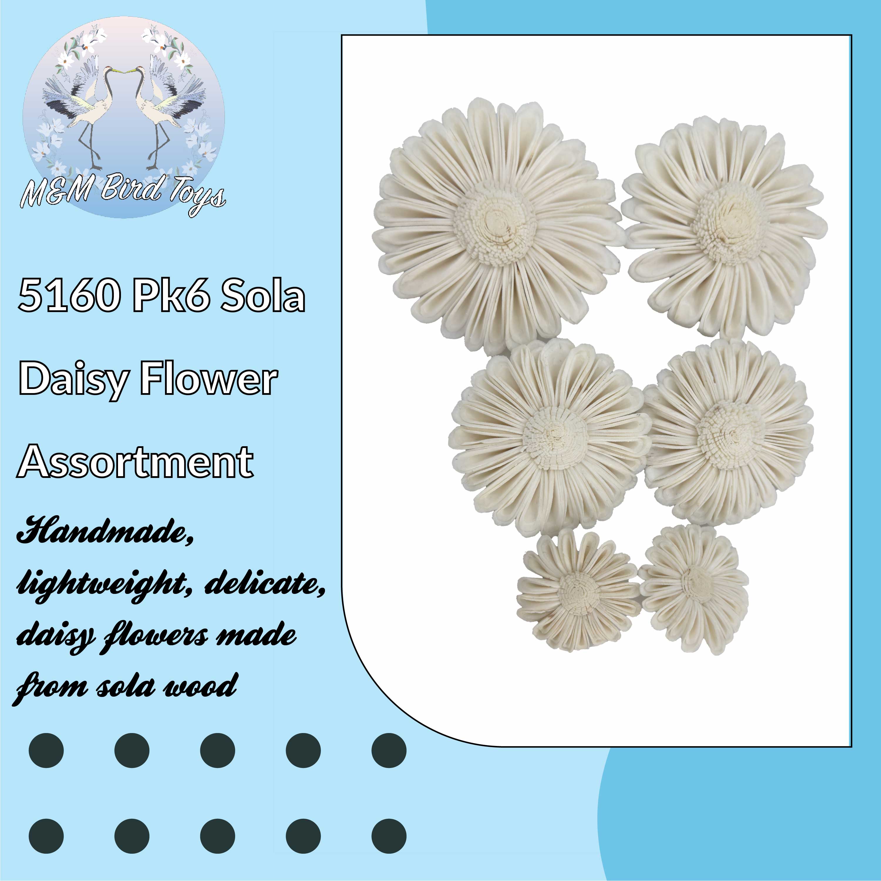 5160 Pk6 Sola Daisy Flower Assortment