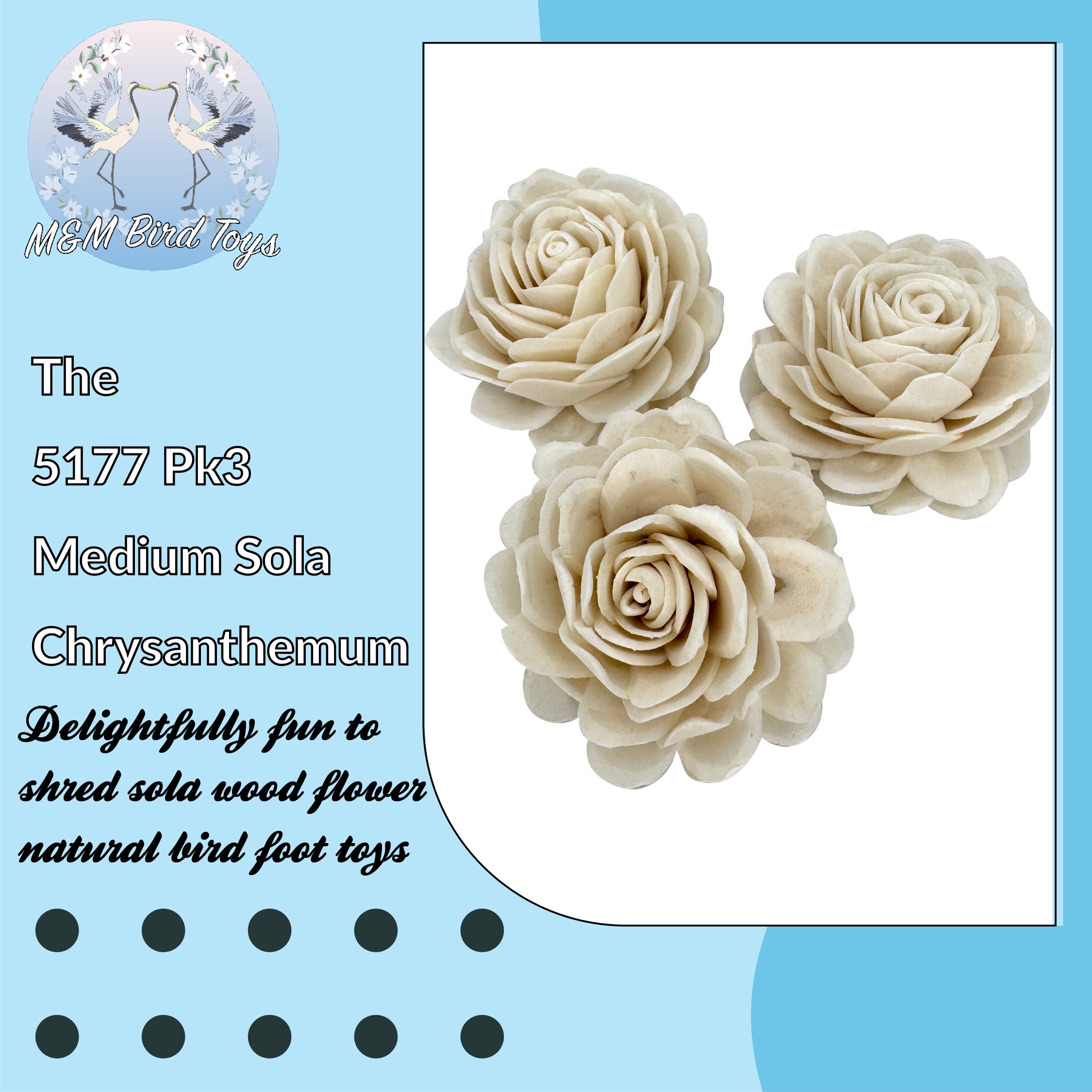 5177 Pk3 Medium Sola Chrysanthemum