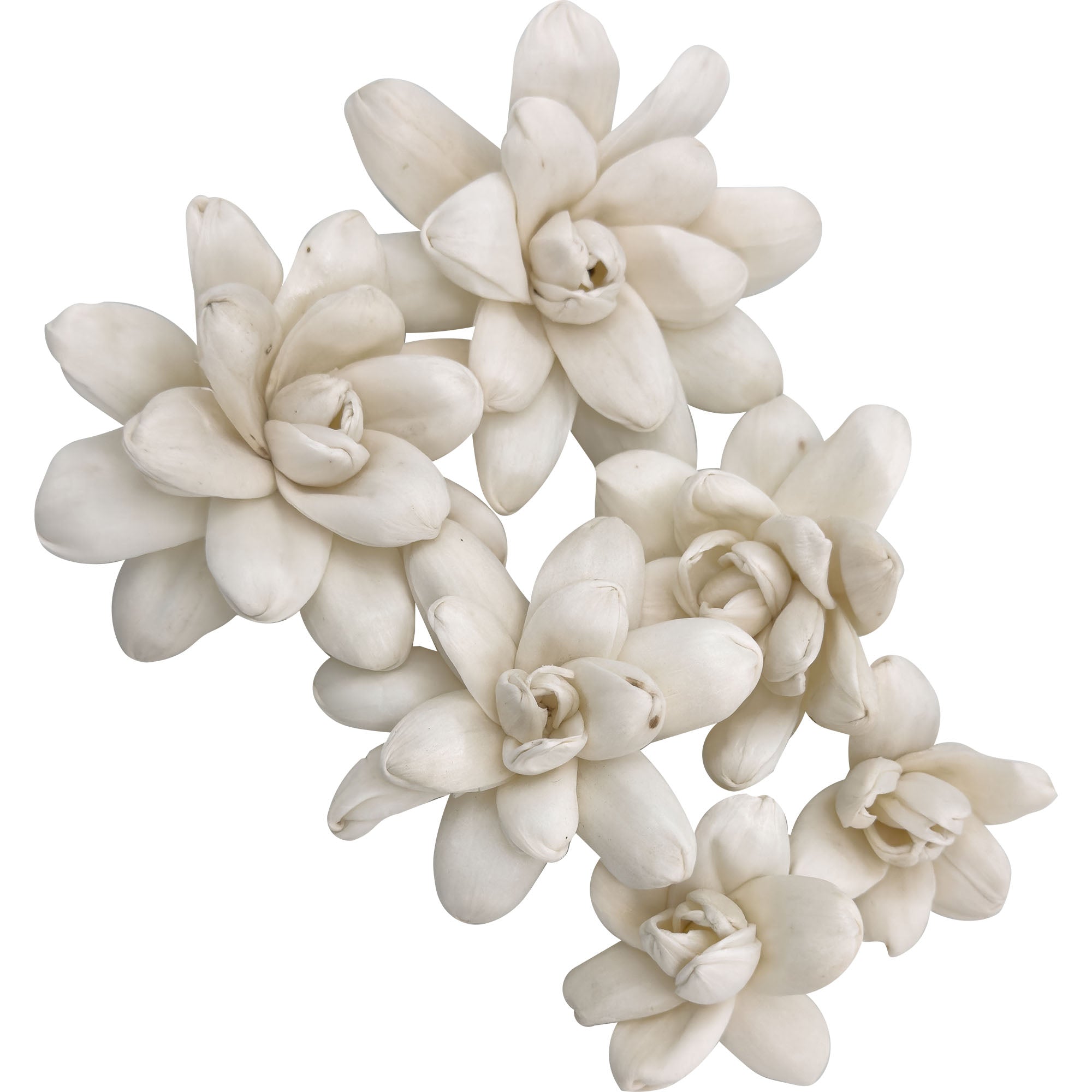 5184 Pk6 Sola Echeveria Flower Assortment