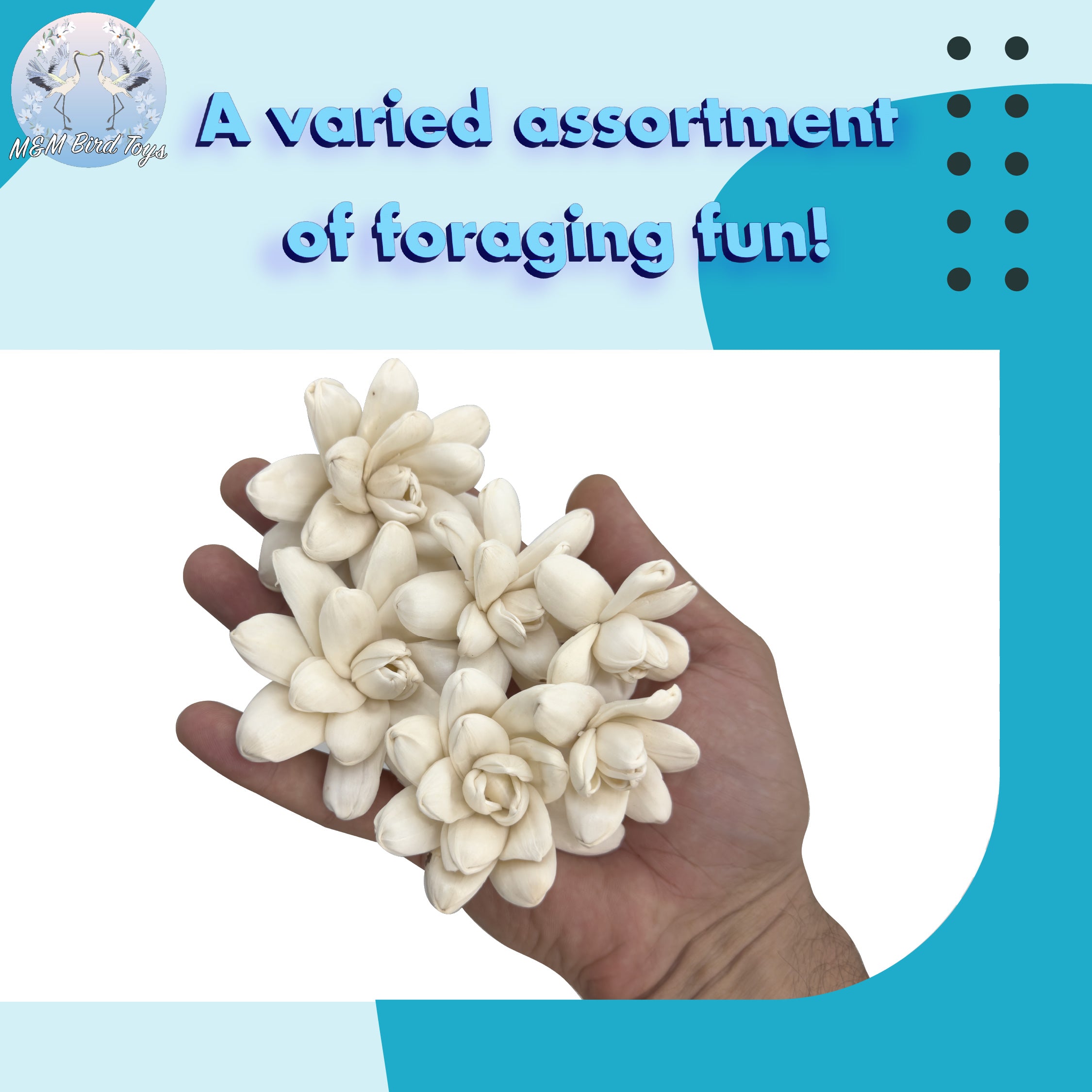 5184 Pk6 Sola Echeveria Flower Assortment