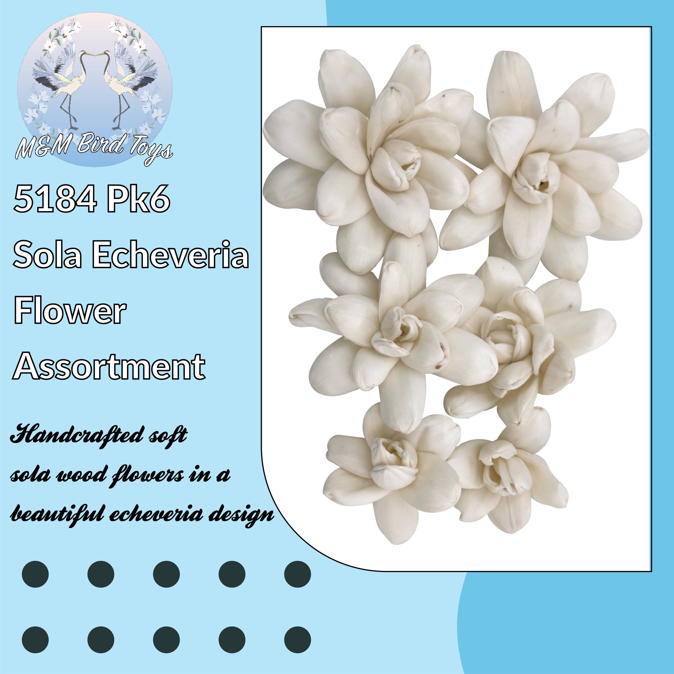 5184 Pk6 Sola Echeveria Flower Assortment