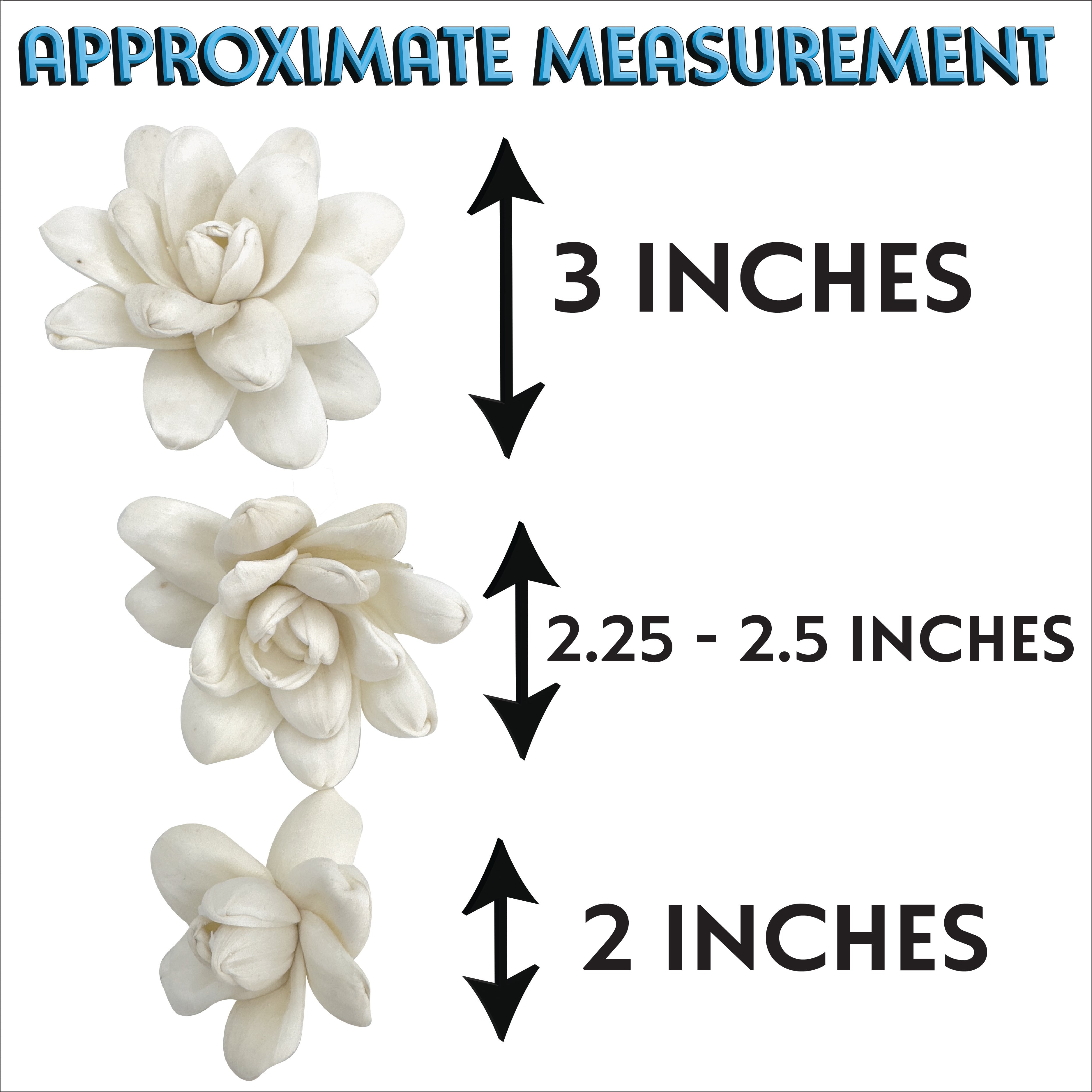 5184 Pk6 Sola Echeveria Flower Assortment