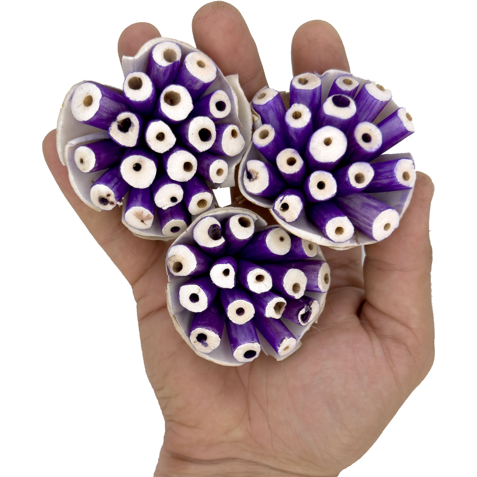 5301 Pk3 Small Sola Blooms