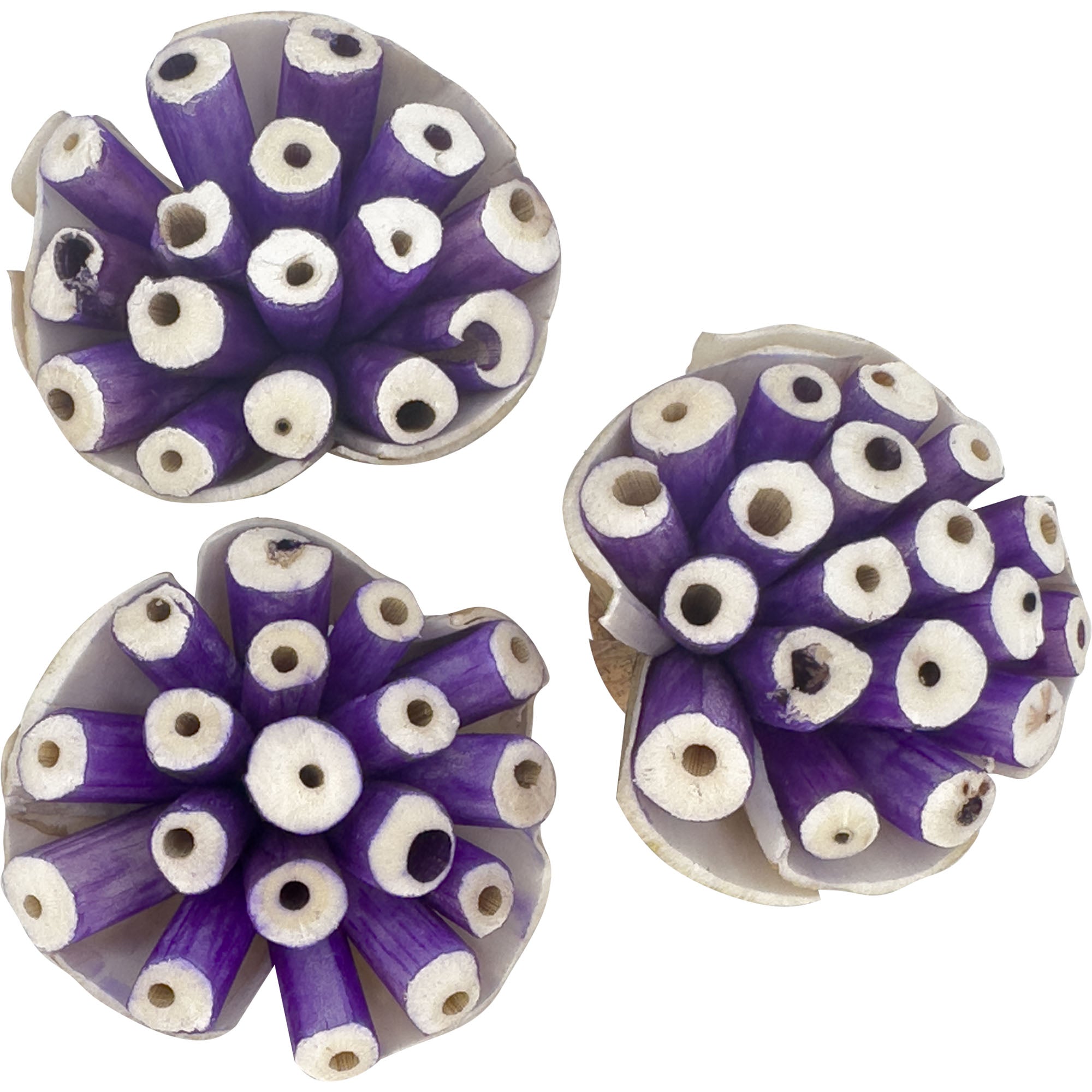 5301 Pk3 Small Sola Blooms