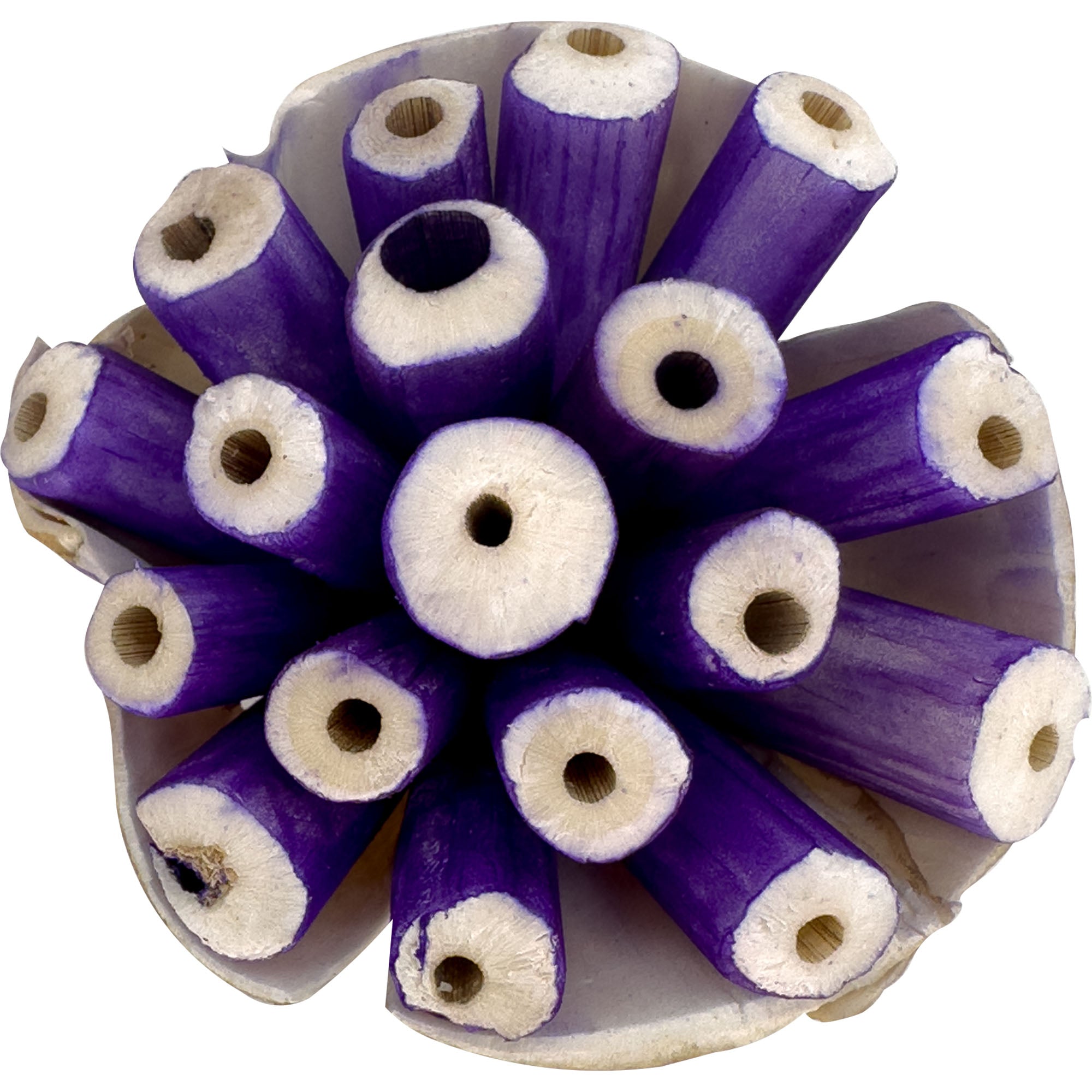 5301 Pk3 Small Sola Blooms