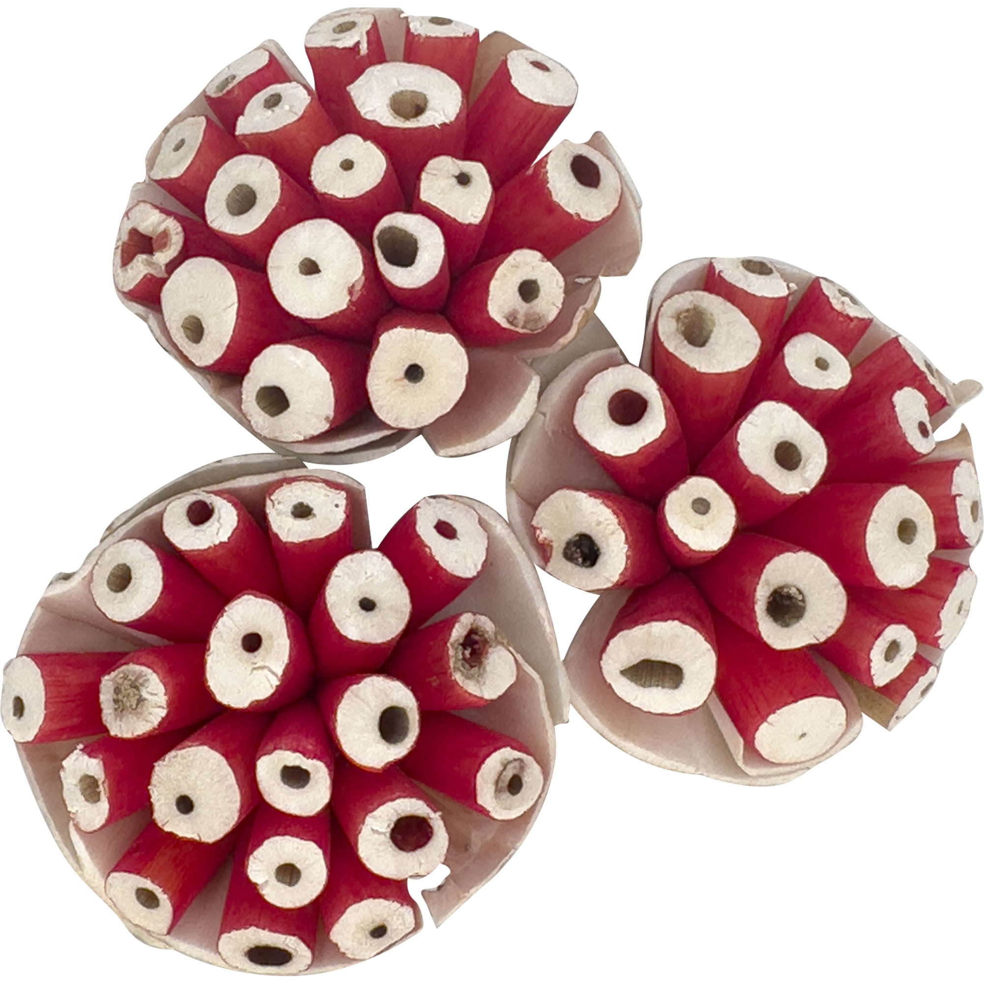 5301 Pk3 Small Sola Blooms