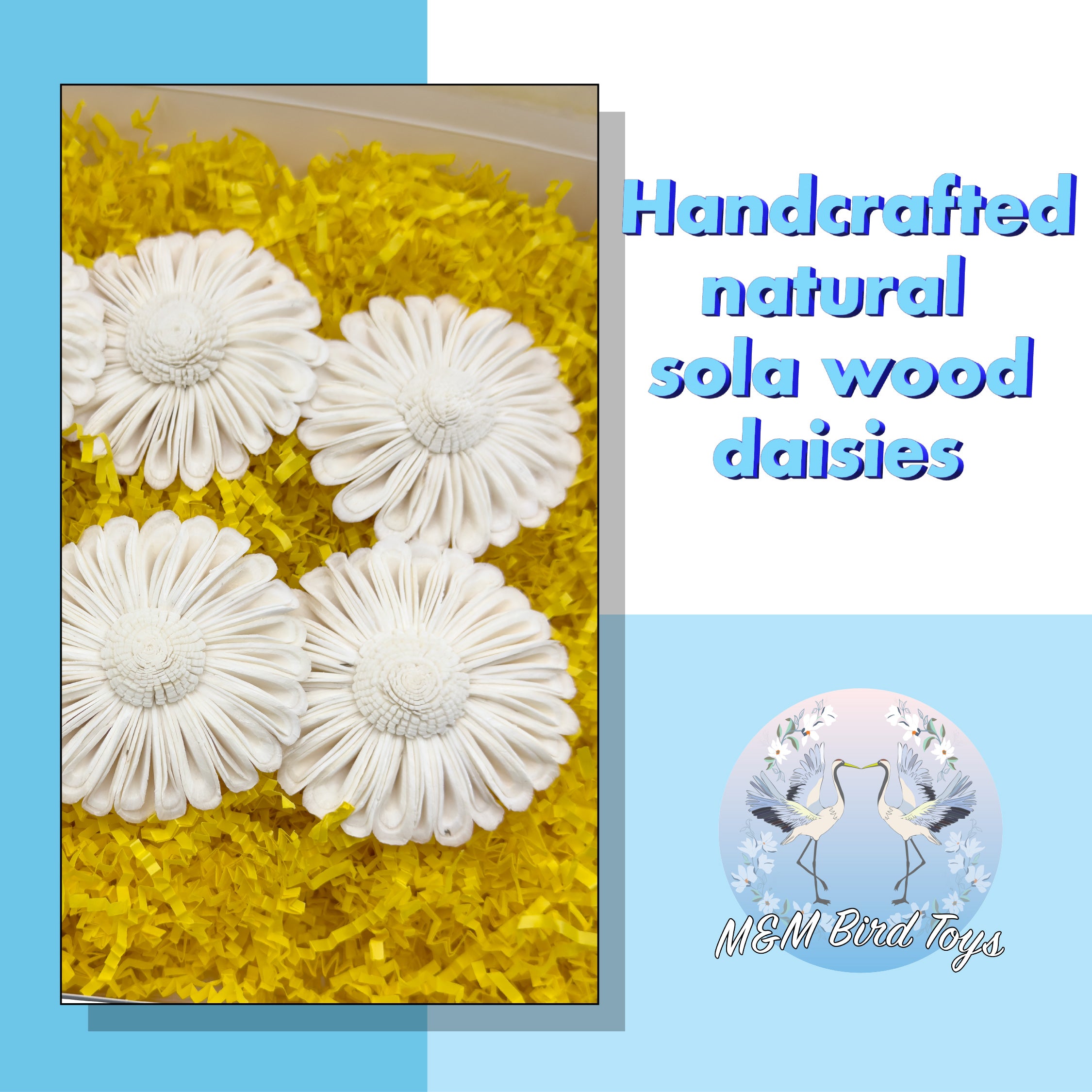 6002 Sola Daisy Beak Box