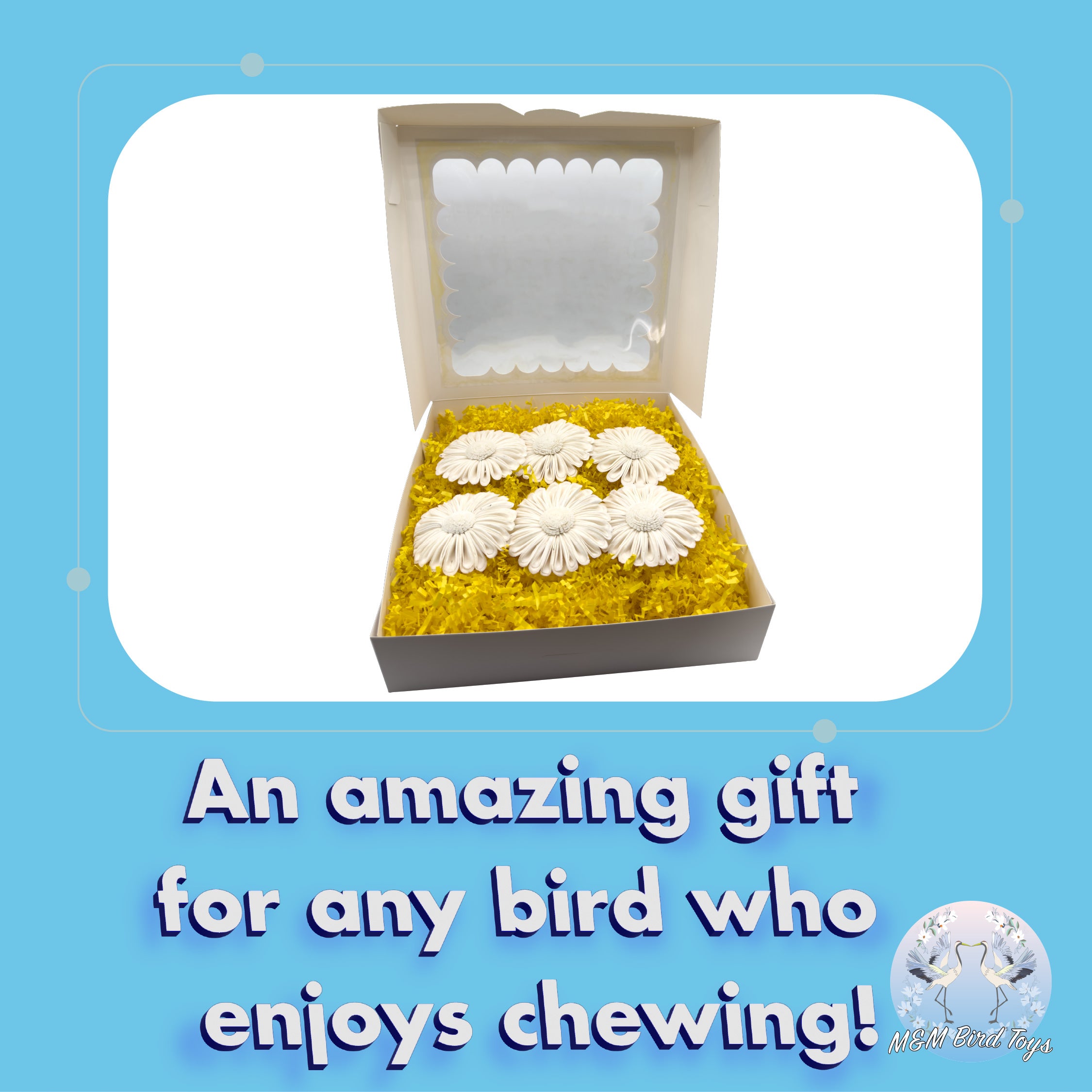 6002 Sola Daisy Beak Box