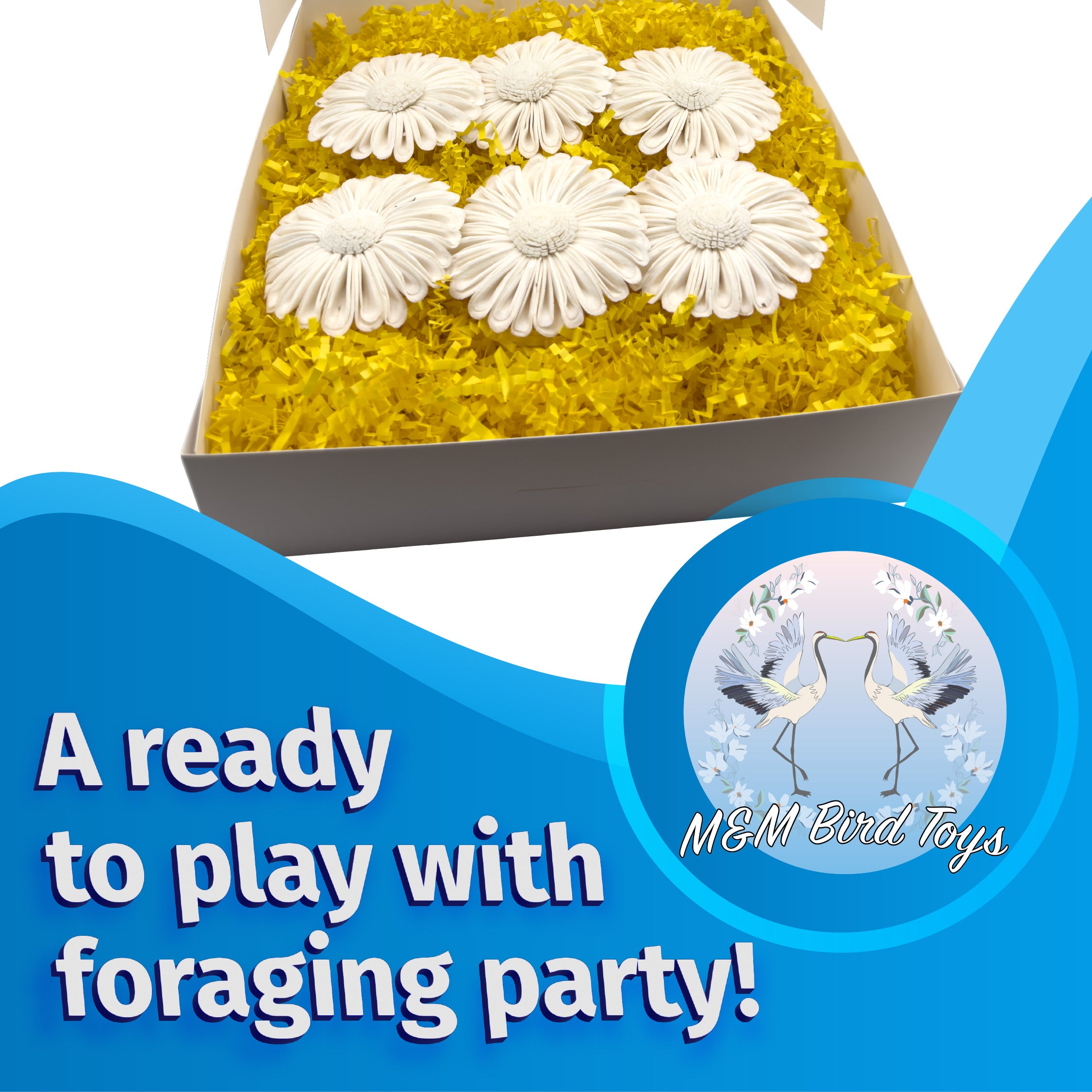 6002 Sola Daisy Beak Box