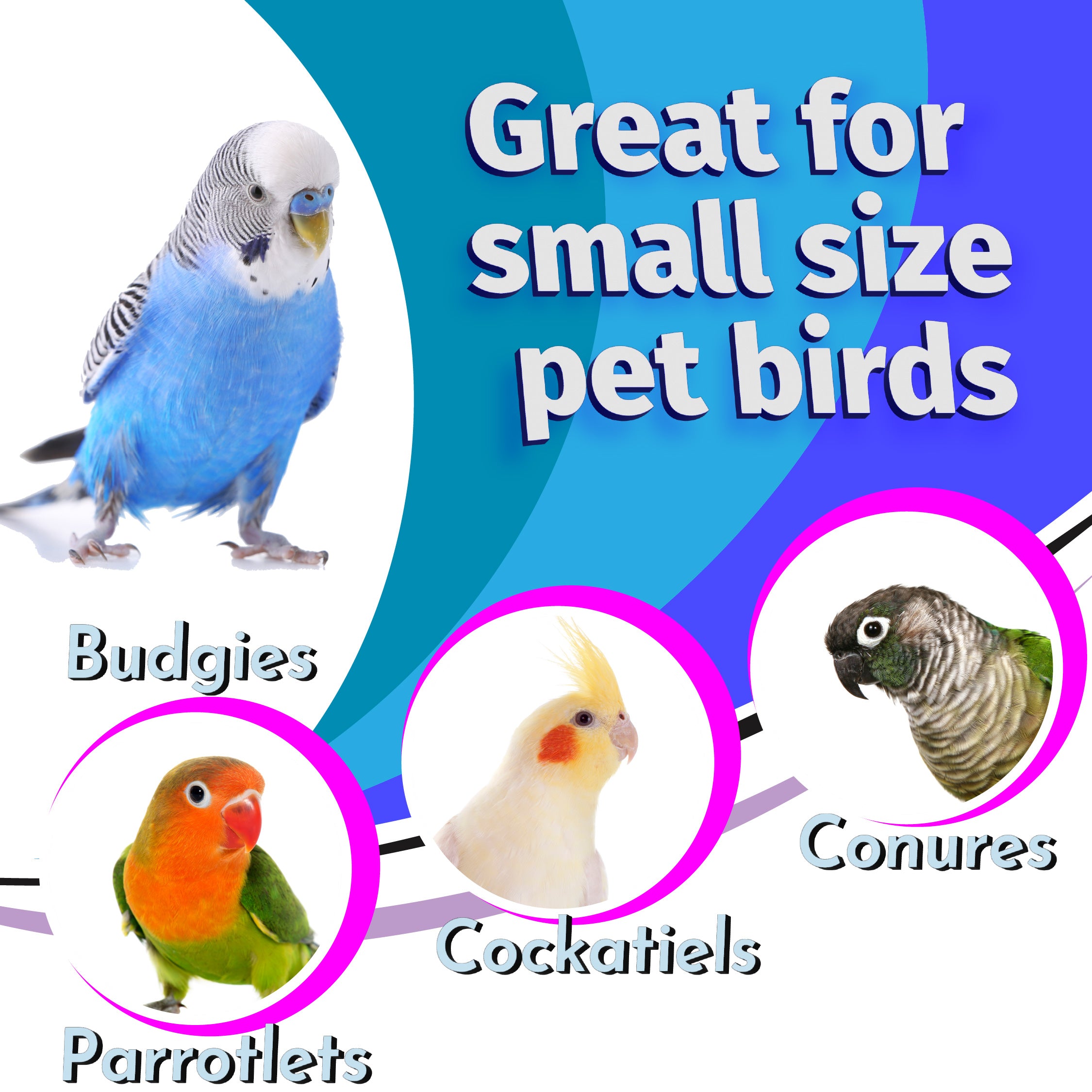 6002 Sola Daisy Beak Box