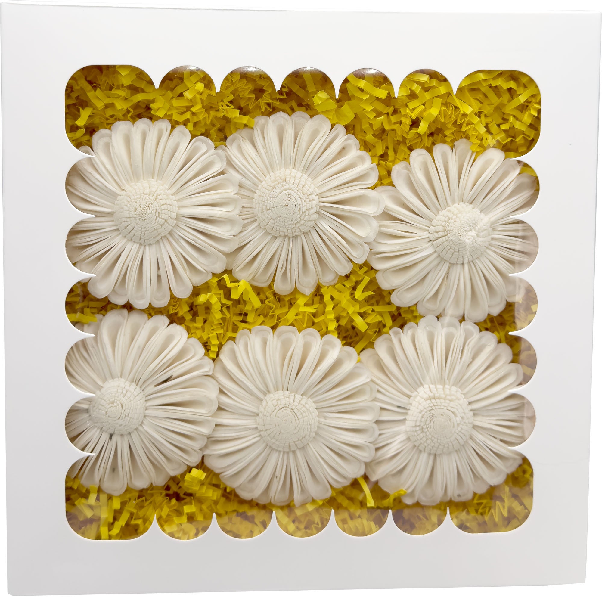 6002 Sola Daisy Beak Box