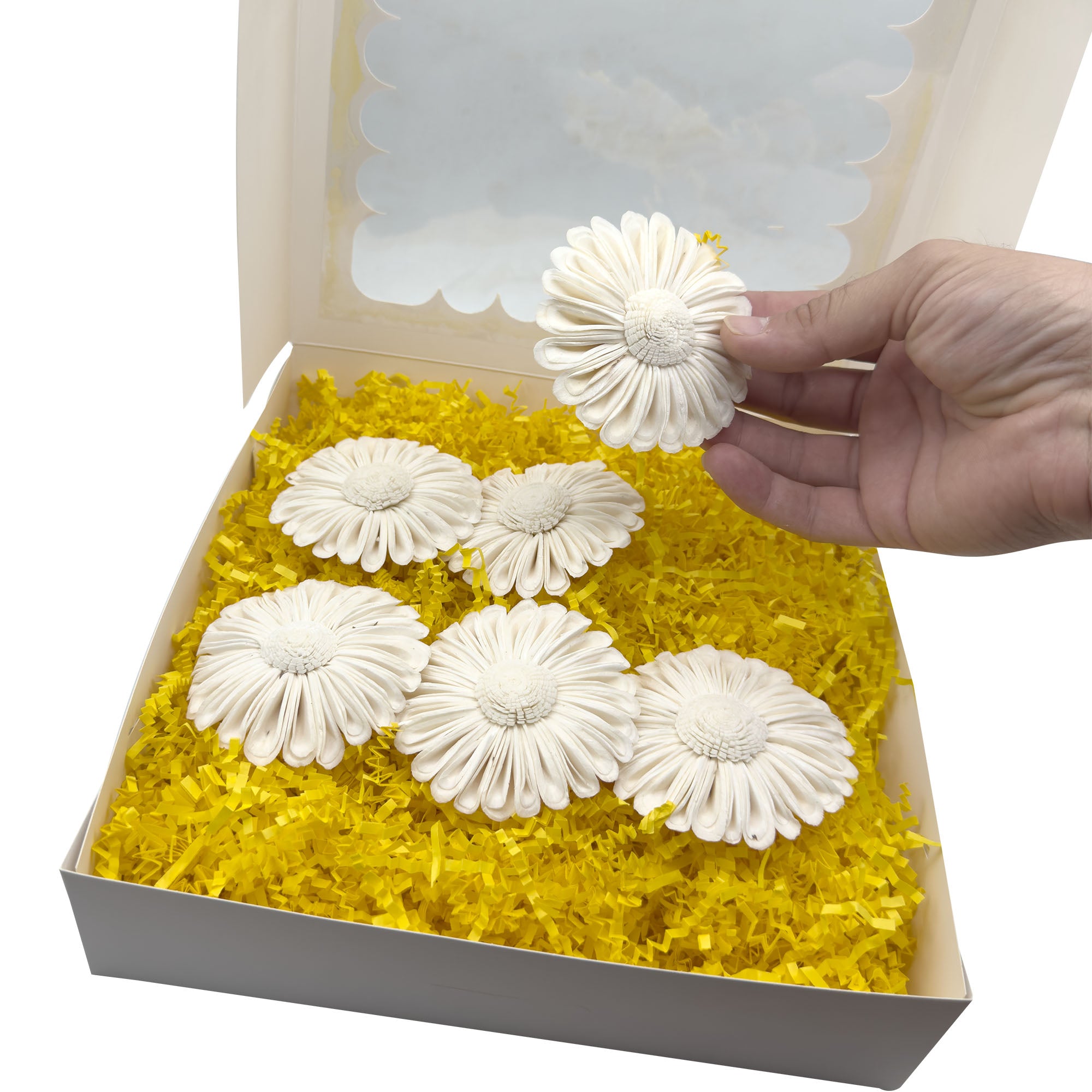 6002 Sola Daisy Beak Box