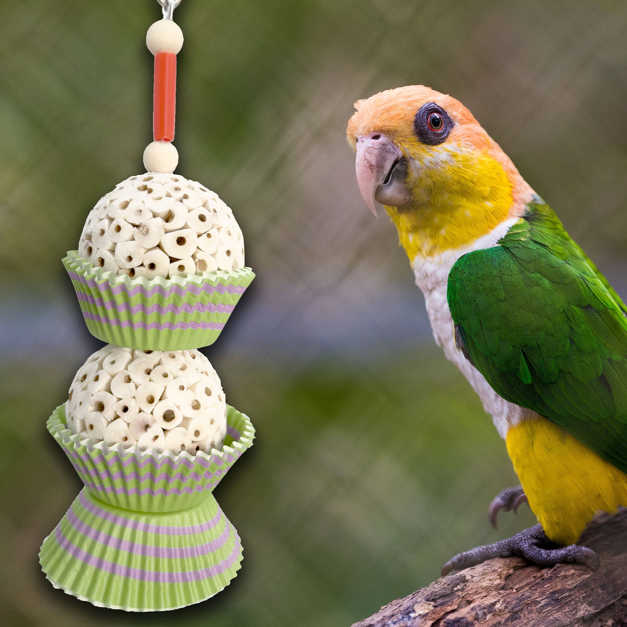 1564 Double Tutu Chew