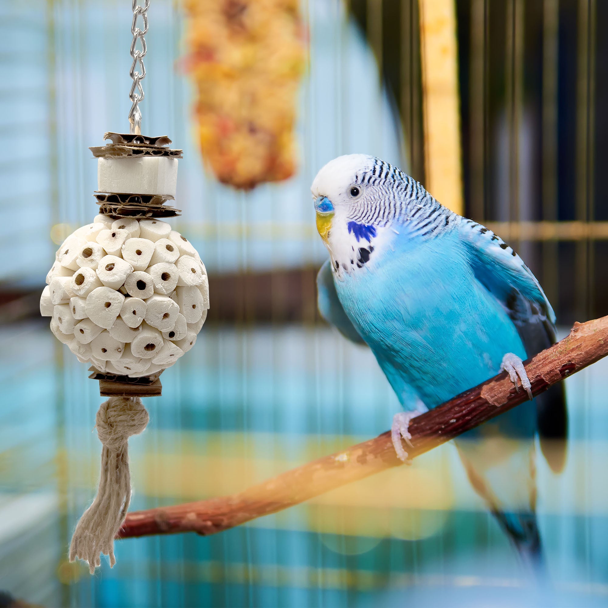 5114 Small Mandarin Sola Muncher