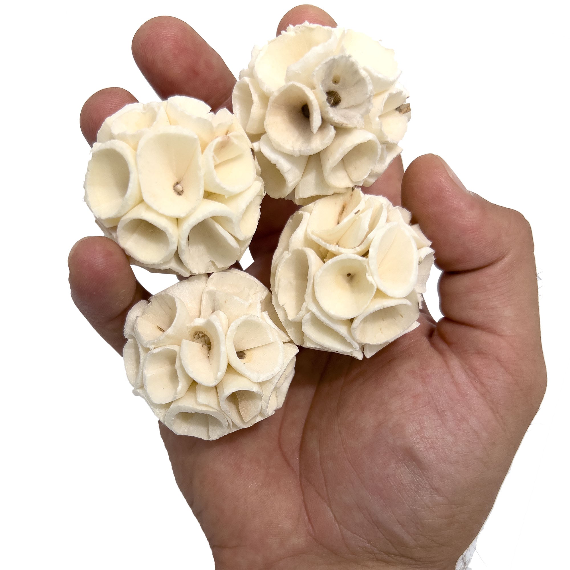 5133 Mini Sola Crepe Chewers