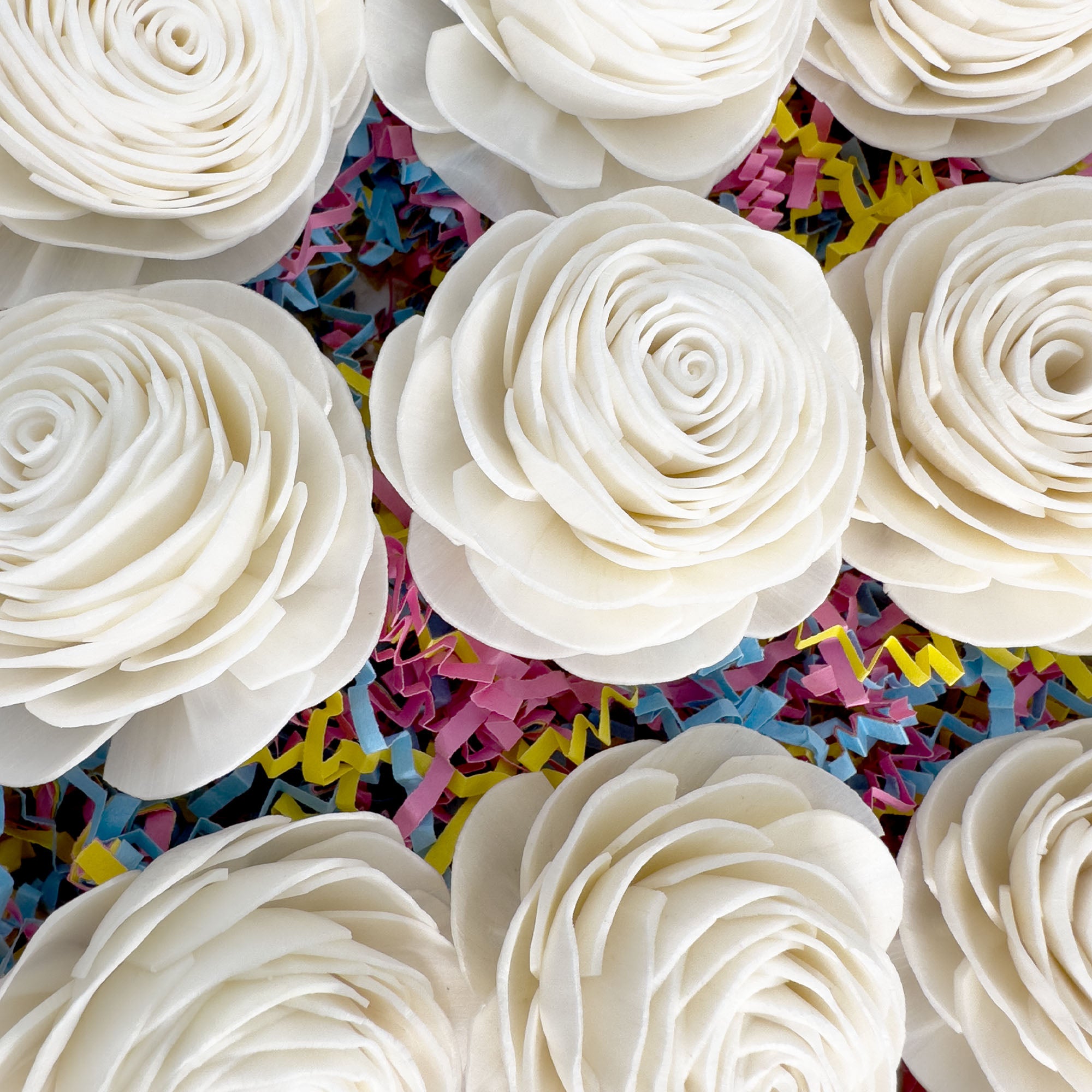 6000 Sola Rose Beak Box