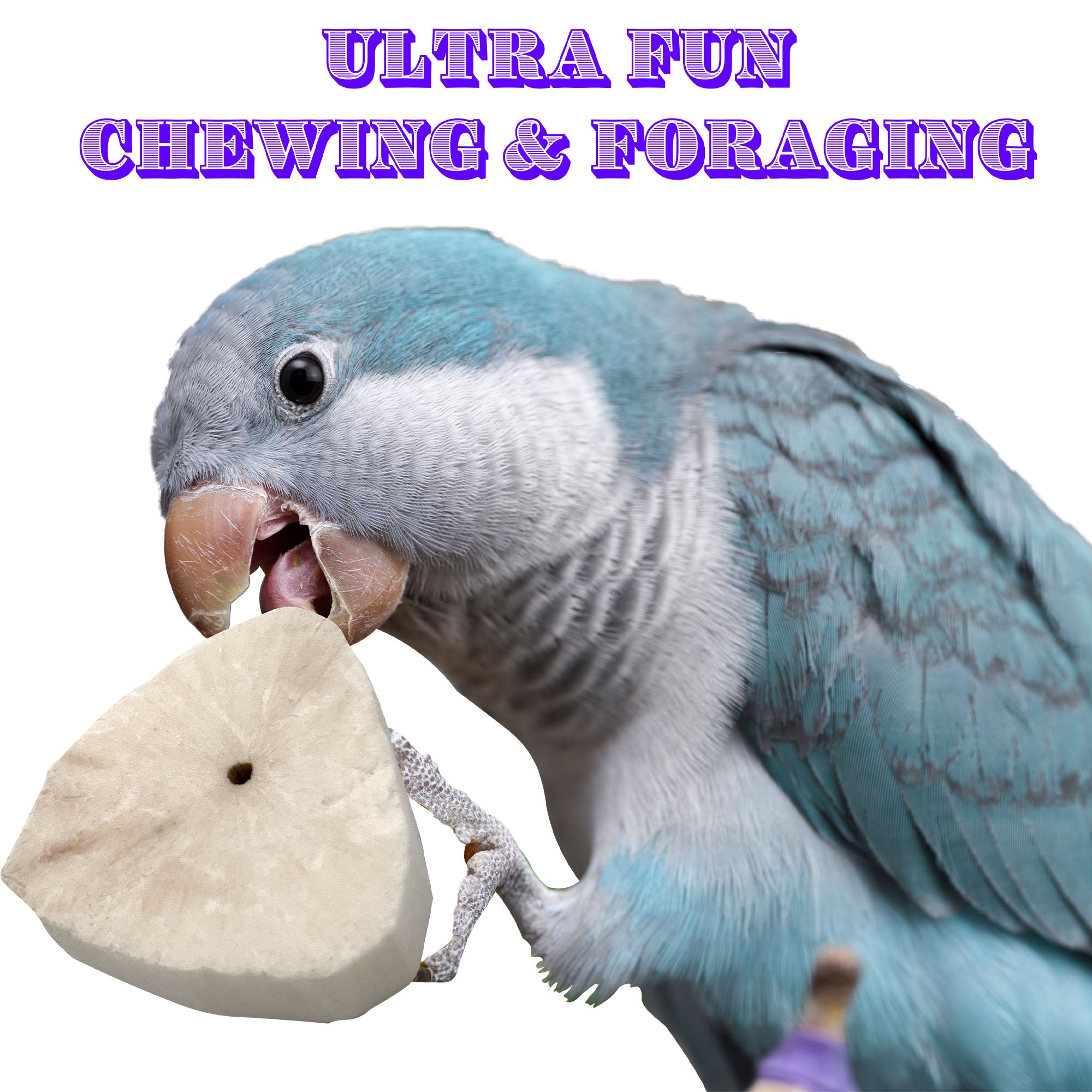 5143 Sola Oyster Slicers