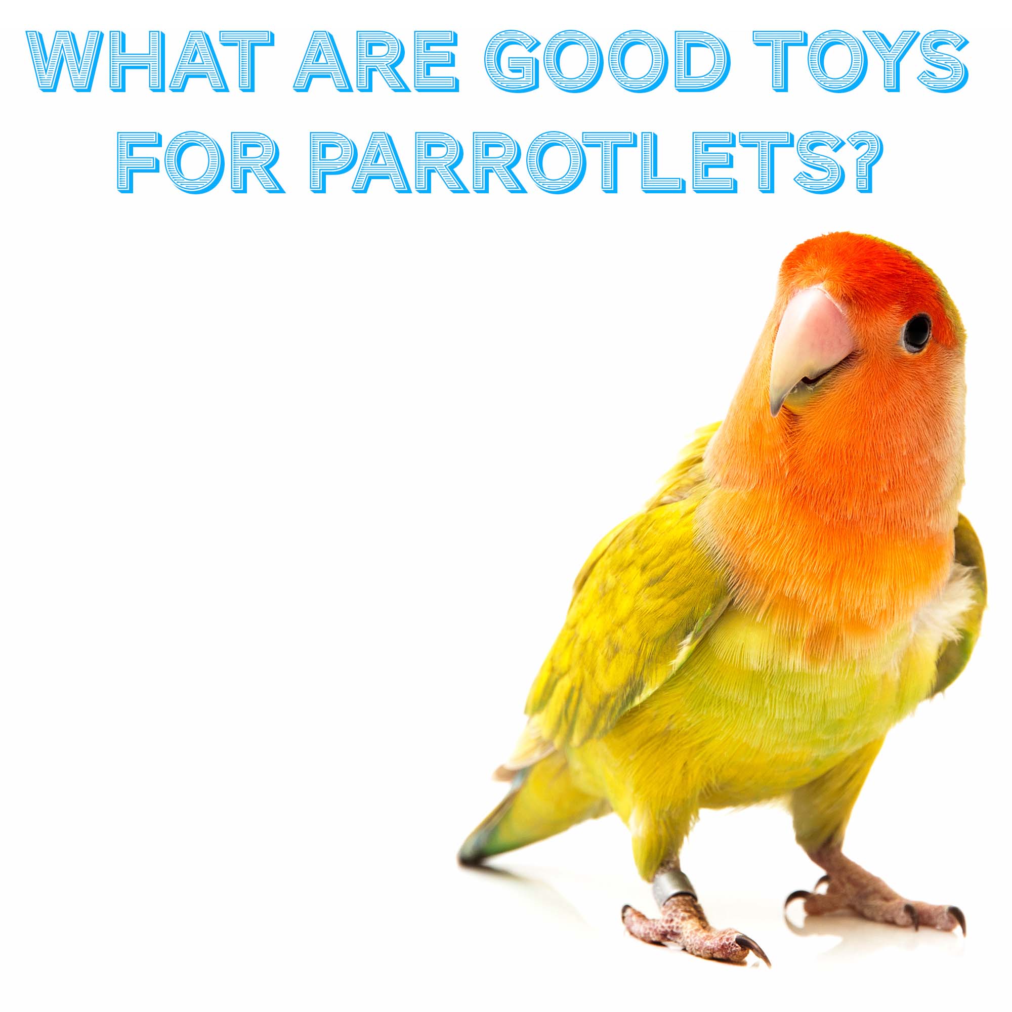 What are good toys for Parrotlets?