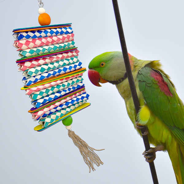 Bird toy hotsell shop near me
