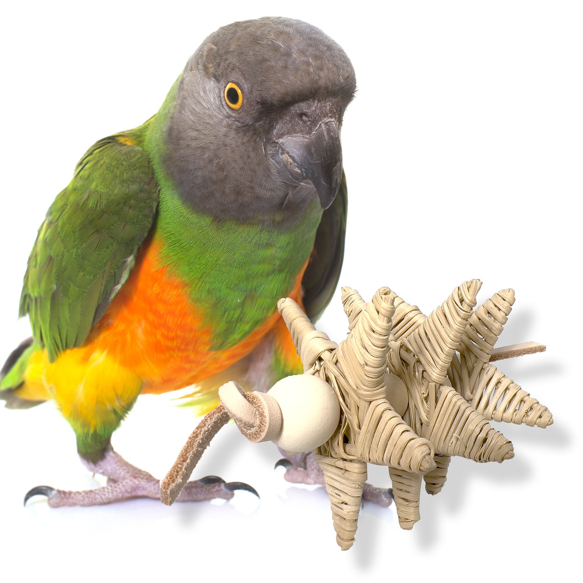 Leather parrot on sale toys