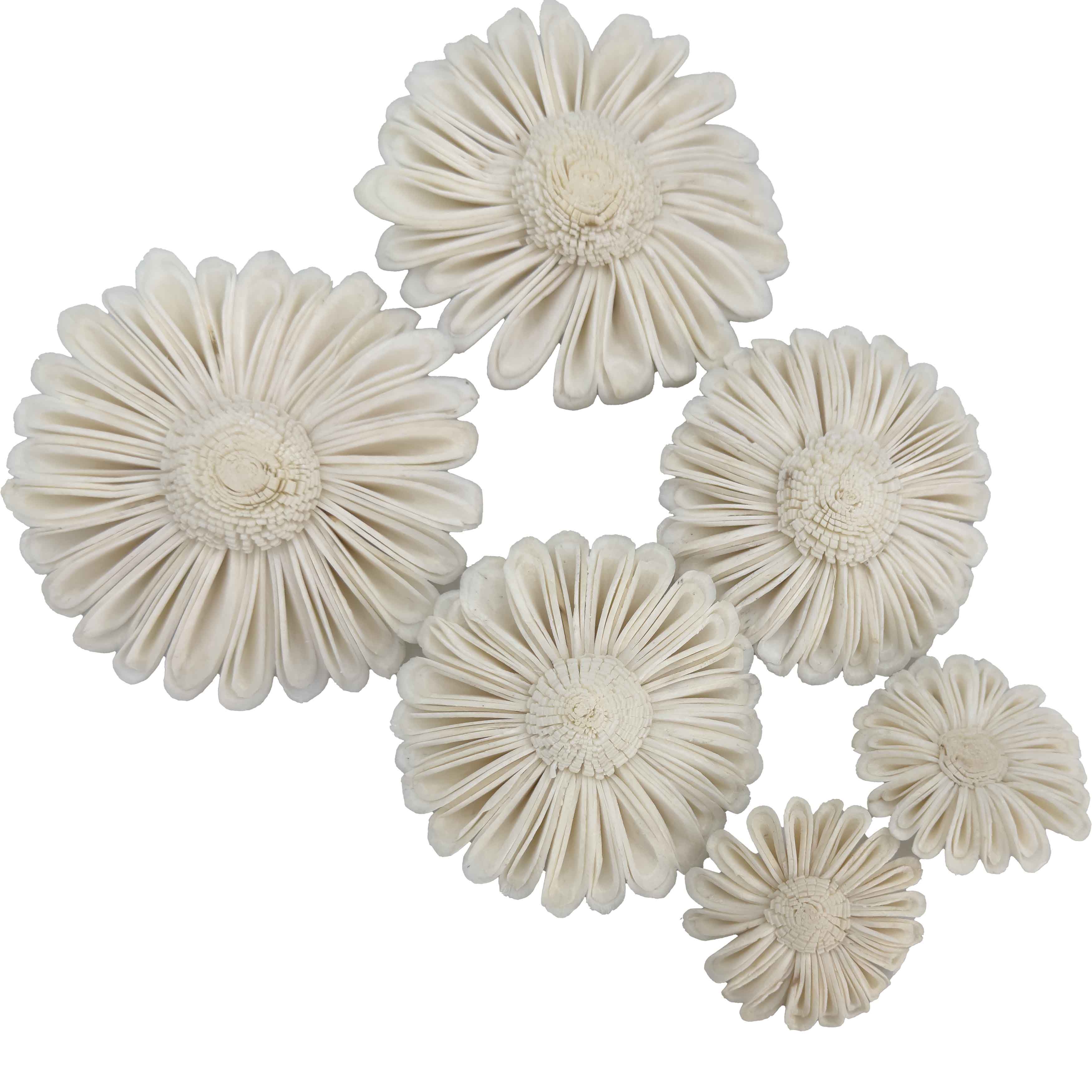 5160 Pk6 Sola Daisy Flower Assortment
