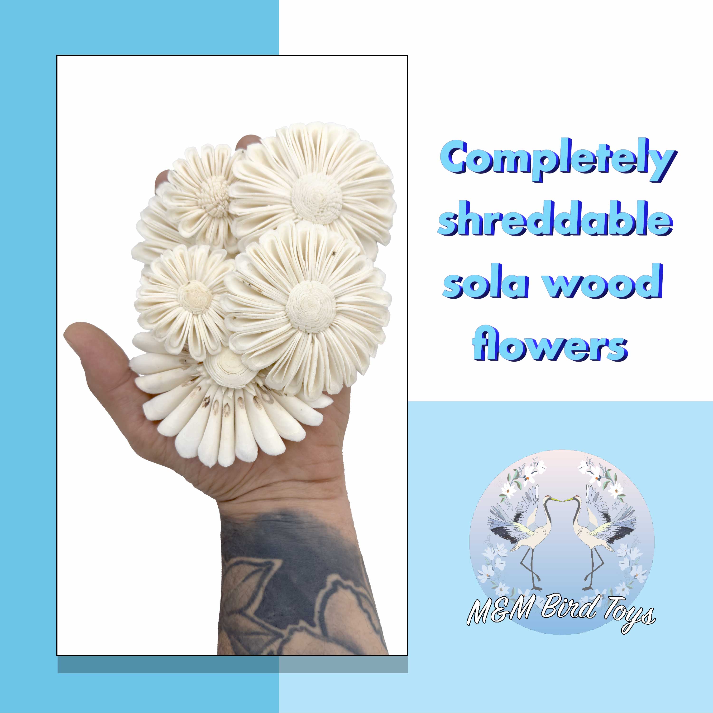 5160 Pk6 Sola Daisy Flower Assortment