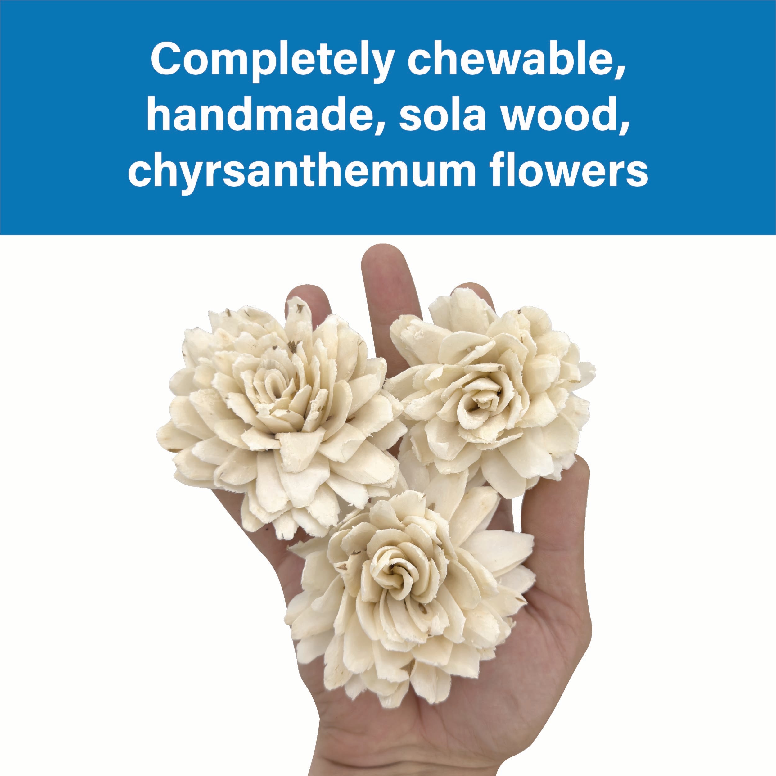 5177 Pk3 Medium Sola Chrysanthemum