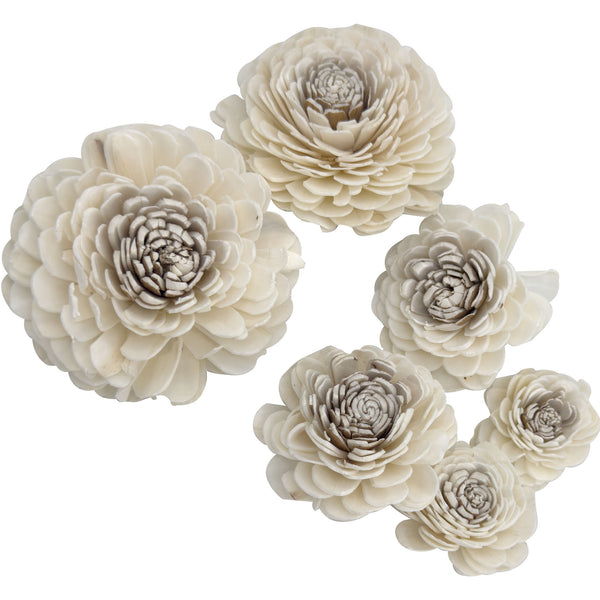 Pk6 Sola Dahlia Flower Assortment #5183