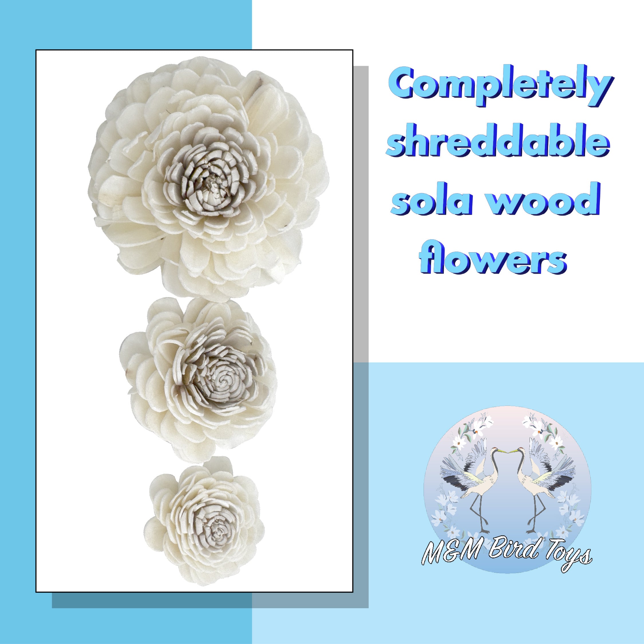 Pk6 Sola Dahlia Flower Assortment #5183