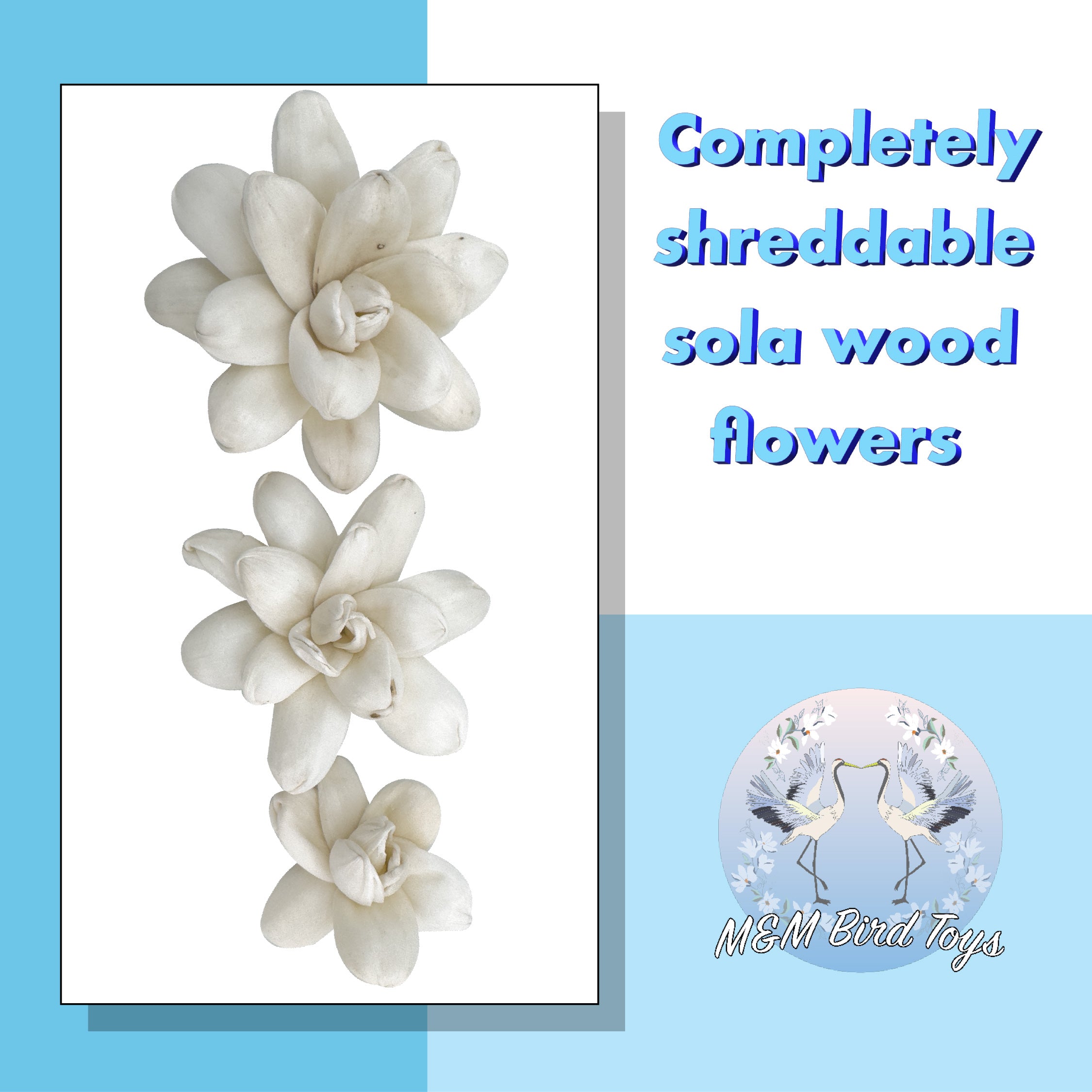 5184 Pk6 Sola Echeveria Flower Assortment