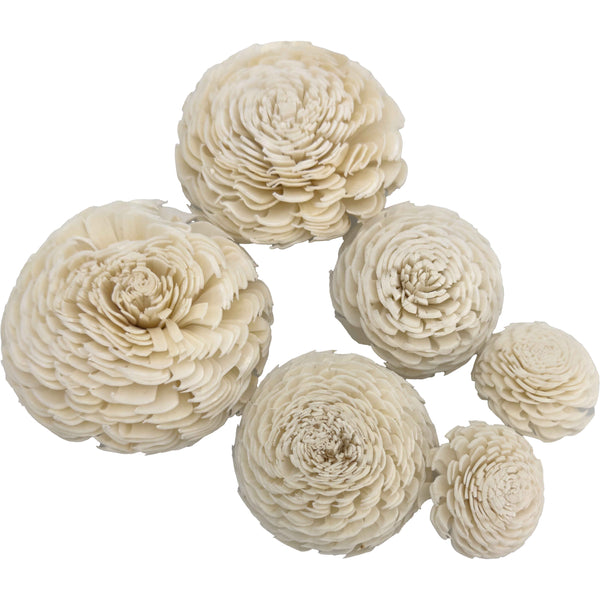 5189 Pk6 Sola Zinnia Flower Assortment