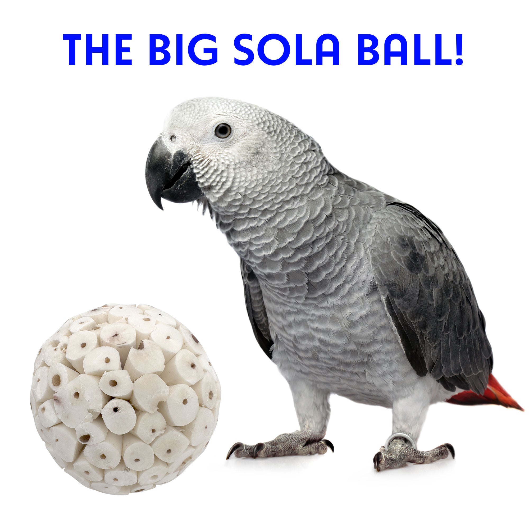 5101 Big Sola Bird Balls Pk3 Pk6 3.2 inch Đồ chơi chim Mandarin