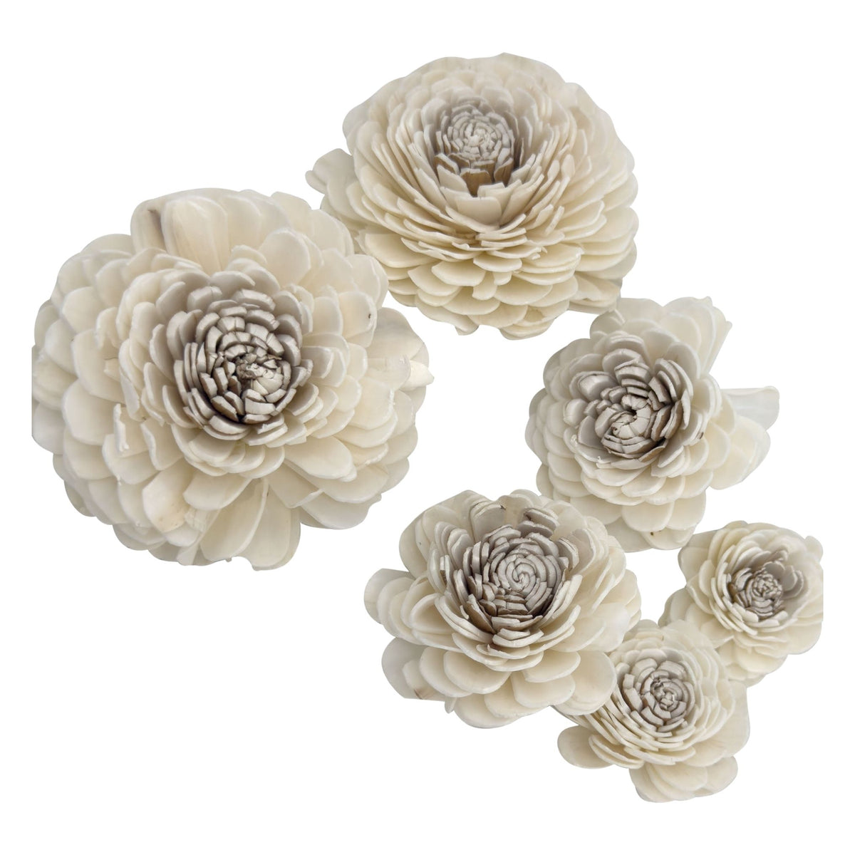 Pk6 Sola Dahlia Flower Assortment #5183