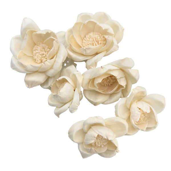 Pk6 Sola Camellias Flower Assortment #5193
