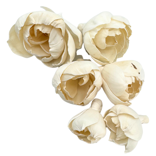Pk6 Sola Peony Flower Assortment #5191