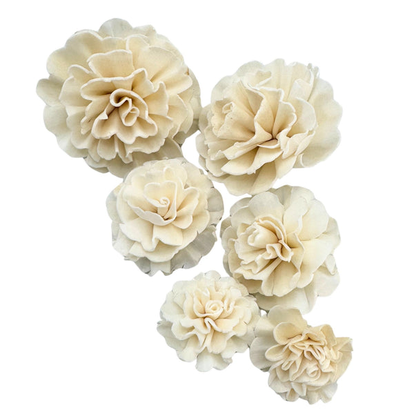 Pk6 Sola Carnation Flower Assortment #5194
