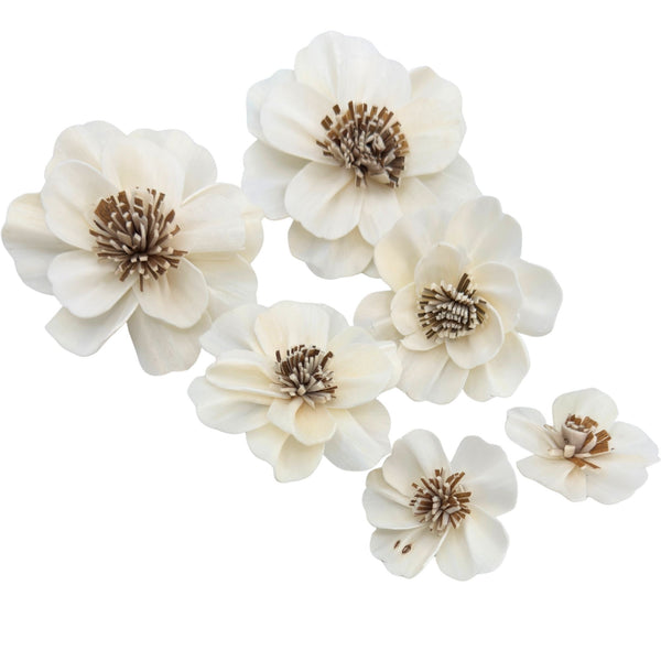 5192 Pk6 Sola Anemone Flower Assortment